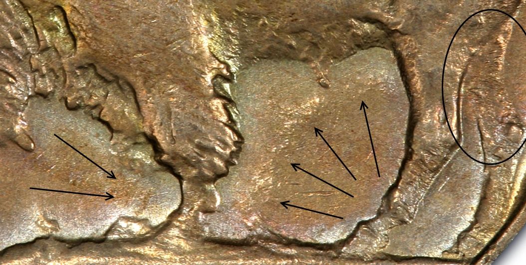1934-D Three-Legged Buffalo nickel reverse showing the missing front right bison leg — the most famous error in the series
